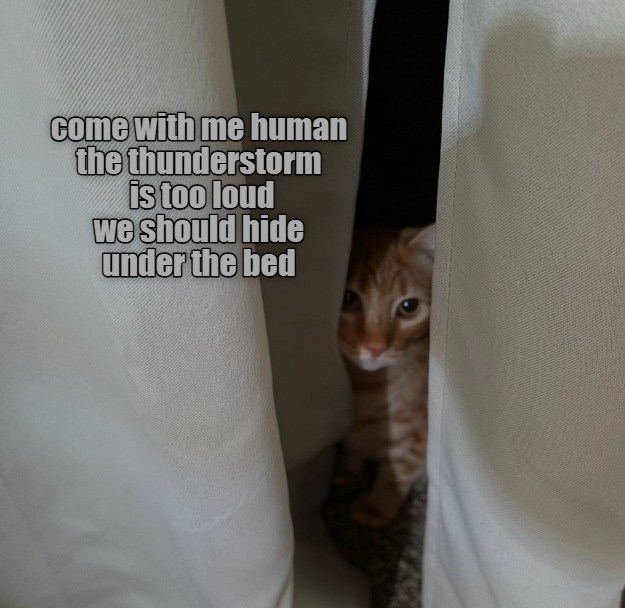 come with me human the thunderstorm is too loud we should hide under the bed