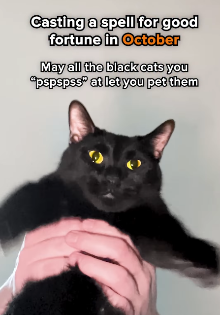 Casting a spell for good fortune in October May all the black cats you "pspspss" at let you pet them