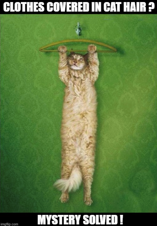 CLOTHES COVERED IN CAT HAIR? imgflip.com MYSTERY SOLVED!