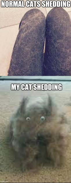 NORMAL CATS SHEDDING MY CAT SHEDDING