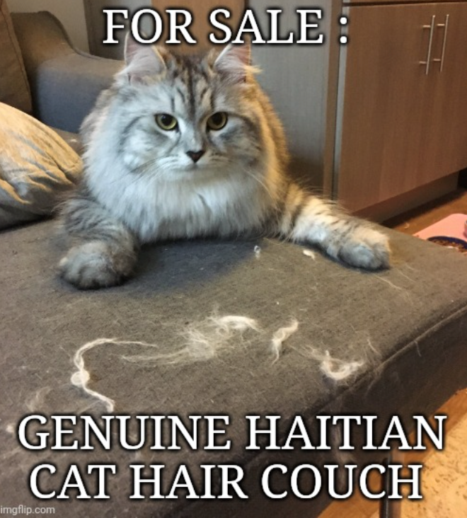 FOR SALE: GENUINE HAITIAN CAT HAIR COUCH imgflip.com