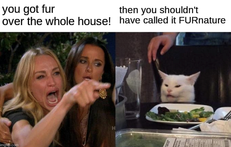 you got fur then you shouldn't over the whole house! have called it FURnature imgflip.com H