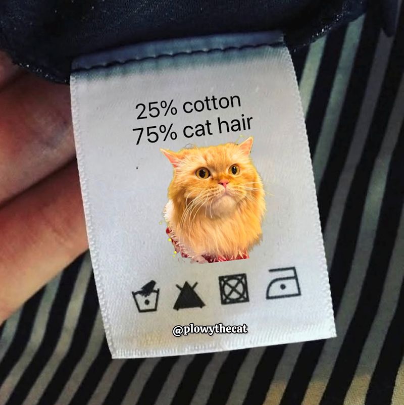 25% cotton 75% cat hair @plowythecat 巴