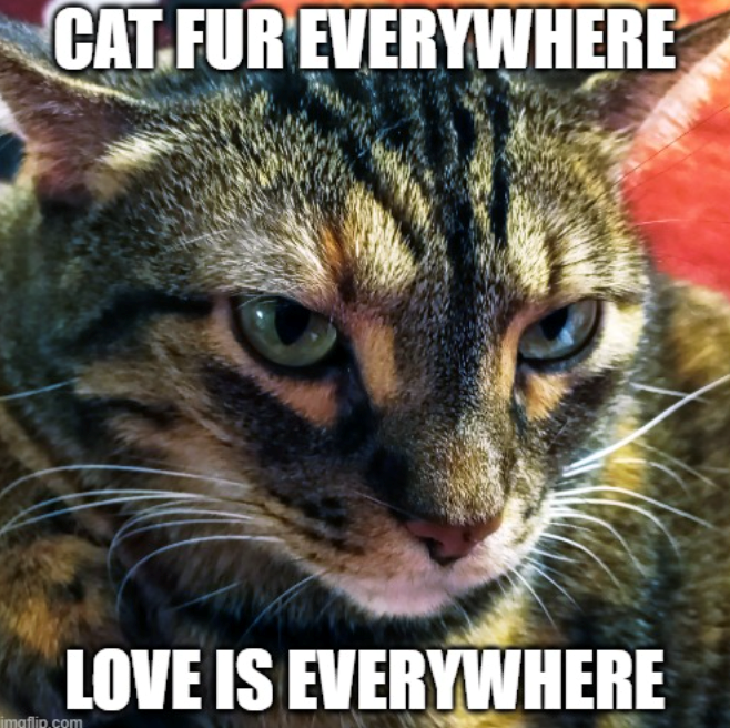 CAT FUR EVERYWHERE LOVE IS EVERYWHERE imgflip.com