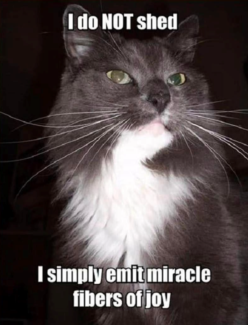 I do NOT shed I simply emit miracle fibers of joy