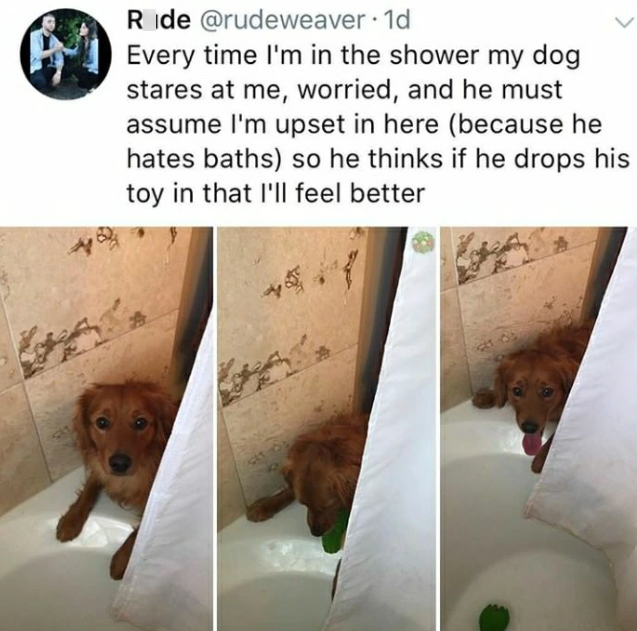 Ride @rudeweaver · 1d Every time I'm in the shower my dog stares at me, worried, and he must assume I'm upset in here (because he hates baths) so he thinks if he drops his toy in that I'll feel better