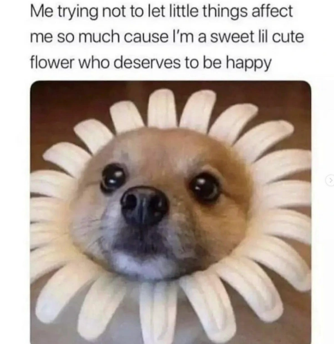 Me trying not to let little things affect me so much cause I'm a sweet lil cute flower who deserves to be happy