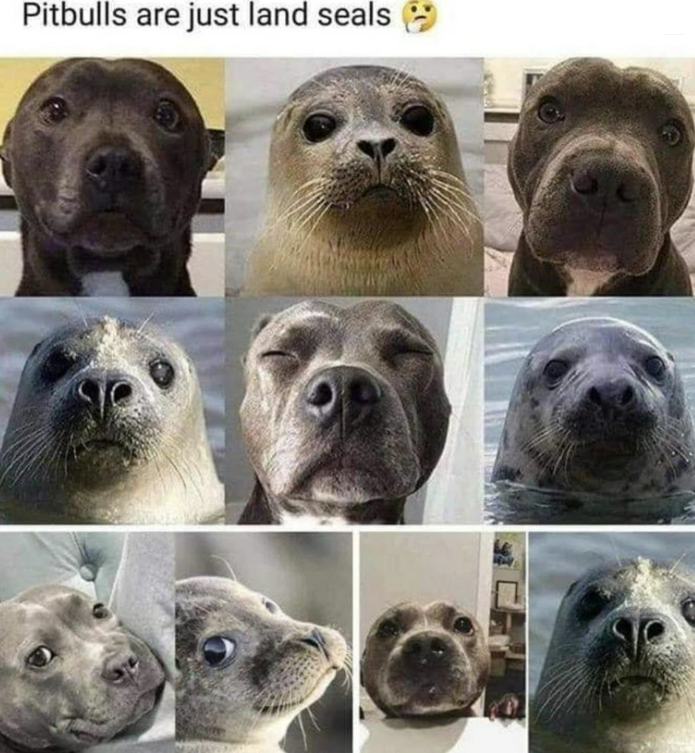 Pitbulls are just land seals