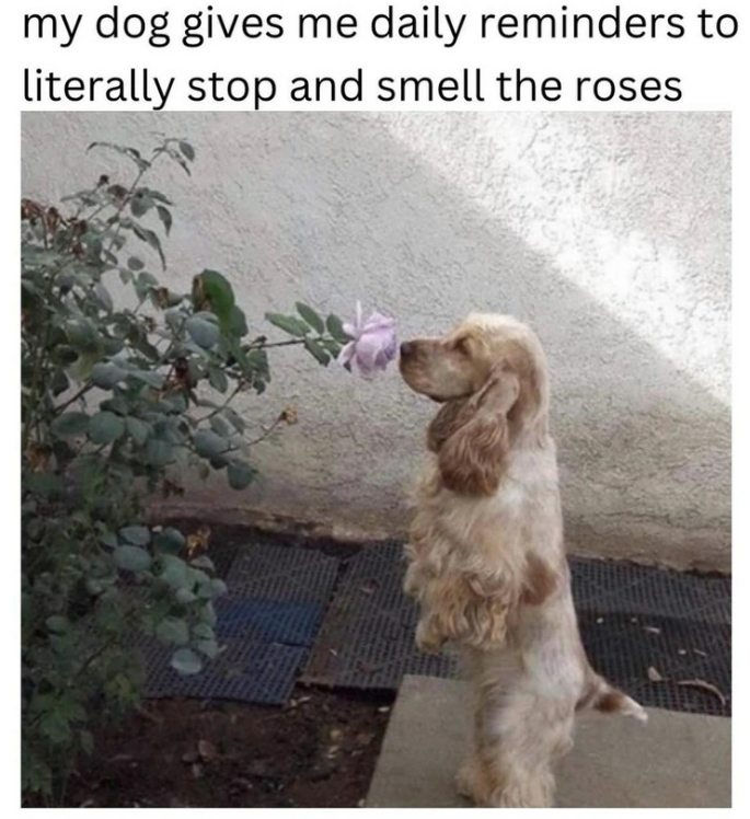 my dog gives me daily reminders to literally stop and smell the roses