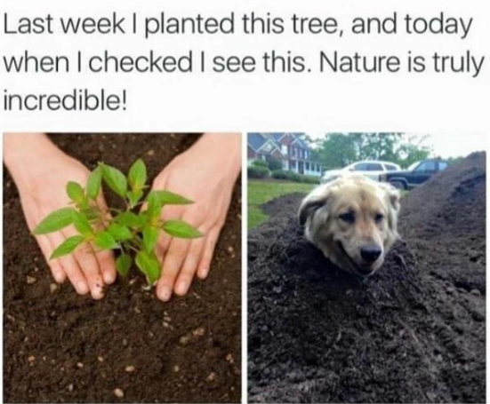 Last week I planted this tree, and today when I checked I see this. Nature is truly incredible!