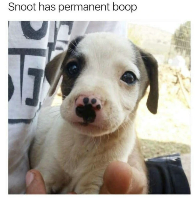 Snoot has permanent boop 가