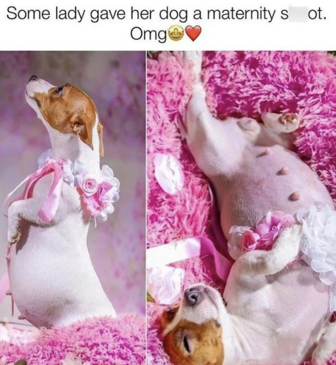 Some lady gave her dog a maternity s ot. Omg�♥