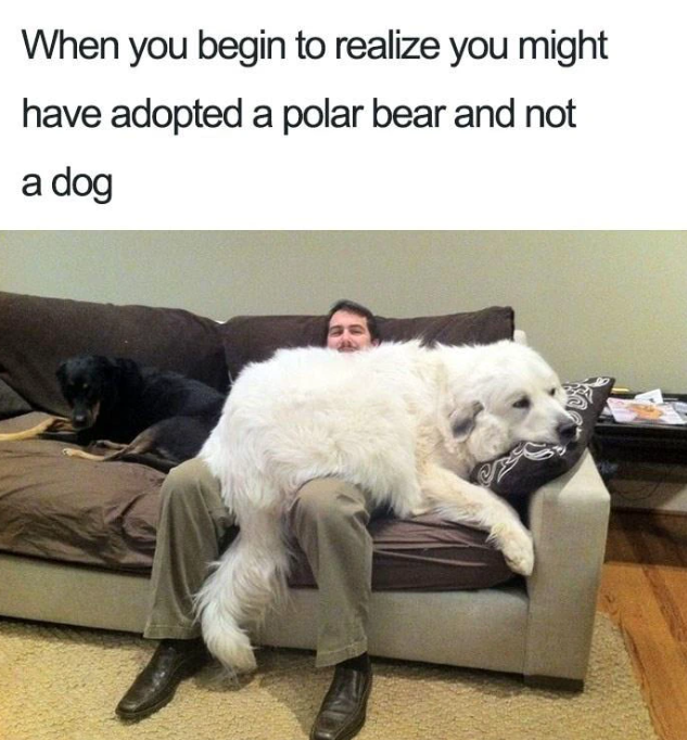 When you begin to realize you might have adopted a polar bear and not a dog