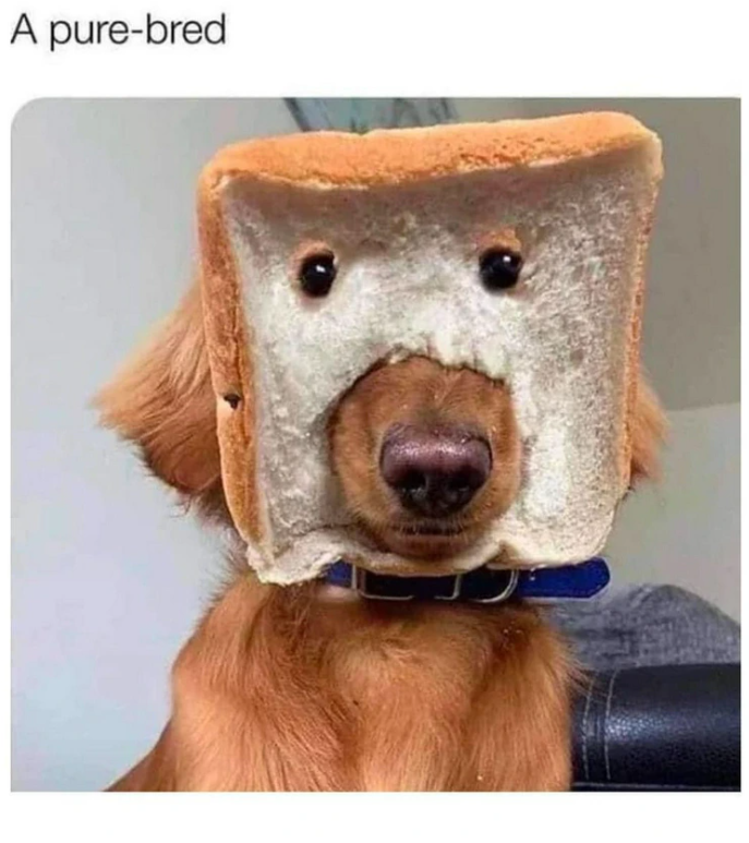 A pure-bred
