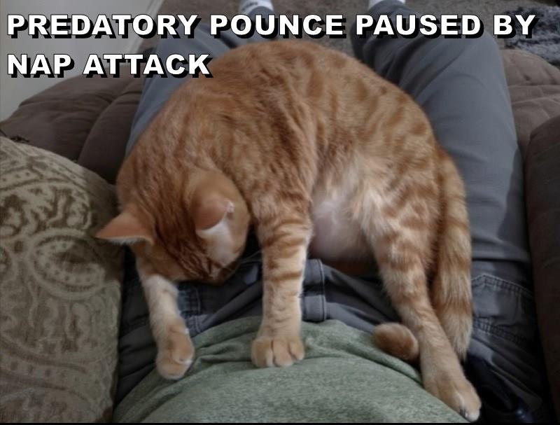 PREDATORY POUNCE PAUSED BY NAP ATTACK