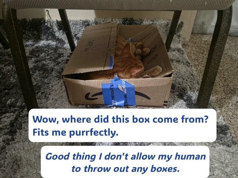 148 on prime and my Wow, where did this box come from? Fits me purrfectly. Good thing I don't allow my human to throw out any boxes.