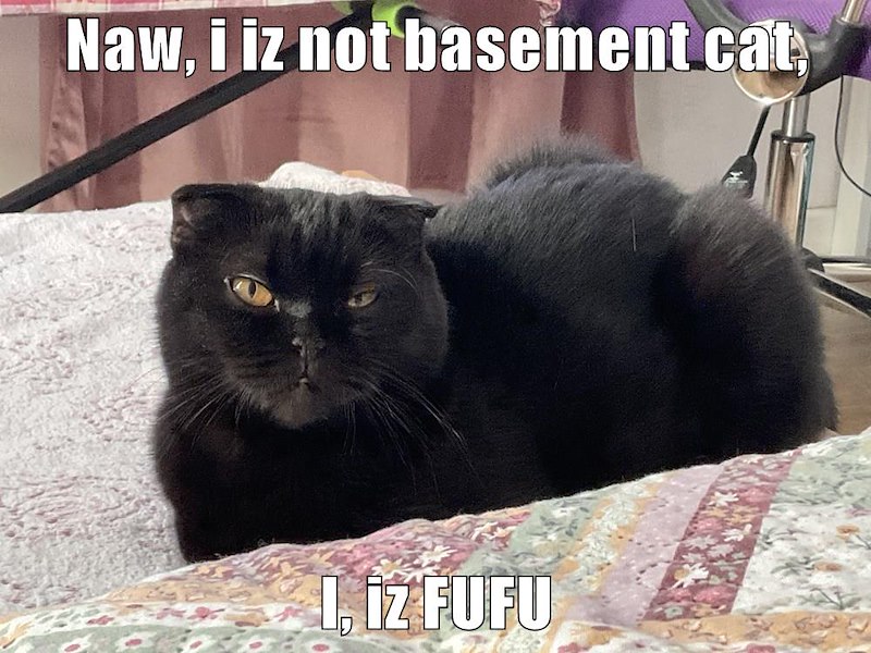 Naw, i iz not basement cat I, iz FUFU