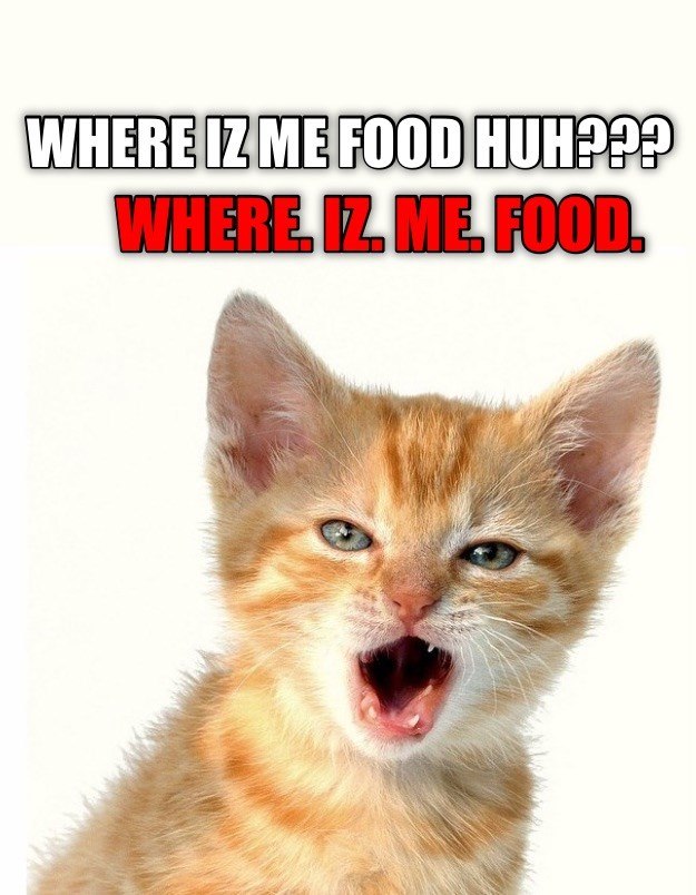 WHERE IZ ME FOOD HUH??? WHERE. IZ. ME. FOOD.