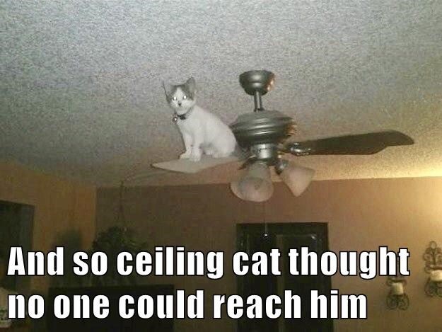 And so ceiling cat thought no one could reach him