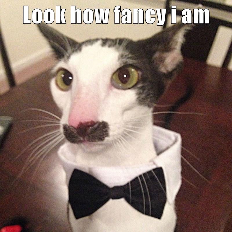 Look how fancy i am