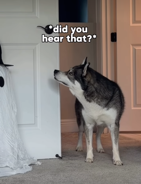 did you hear that?*