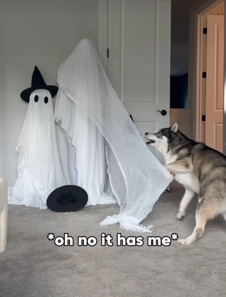"oh no it has me