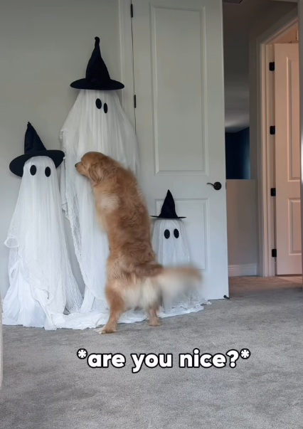 are you nice?
