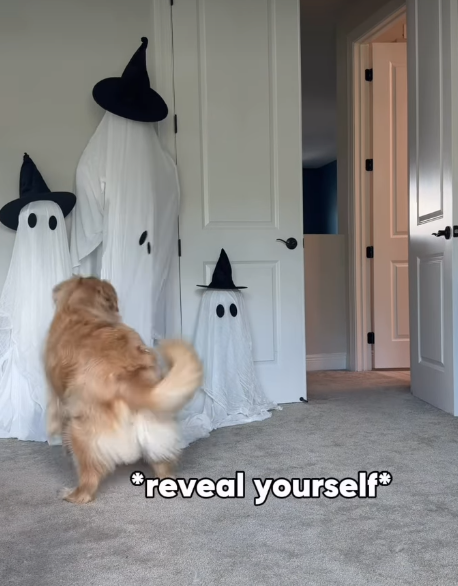*reveal yourself