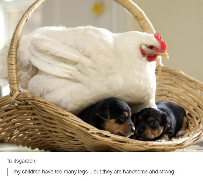 fruitsgarden: my children have too many legs.. but they are handsome and strong