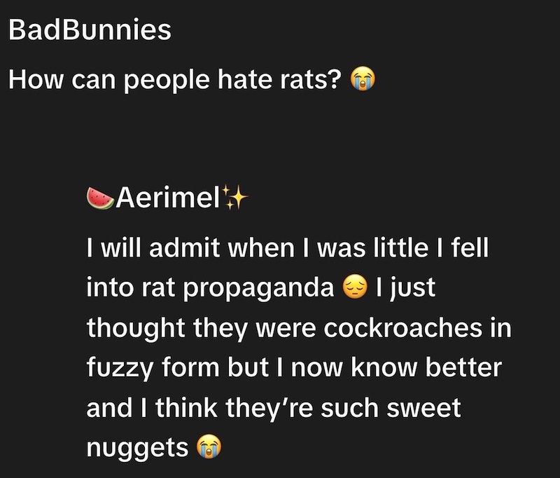 BadBunnies How can people hate rats? Aerimel I will admit when I was little I fell into rat propaganda → I just thought they were cockroaches in fuzzy form but I now know better and I think they're such sweet nuggets