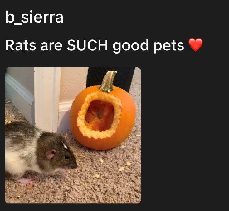 b_sierra Rats are SUCH good pets