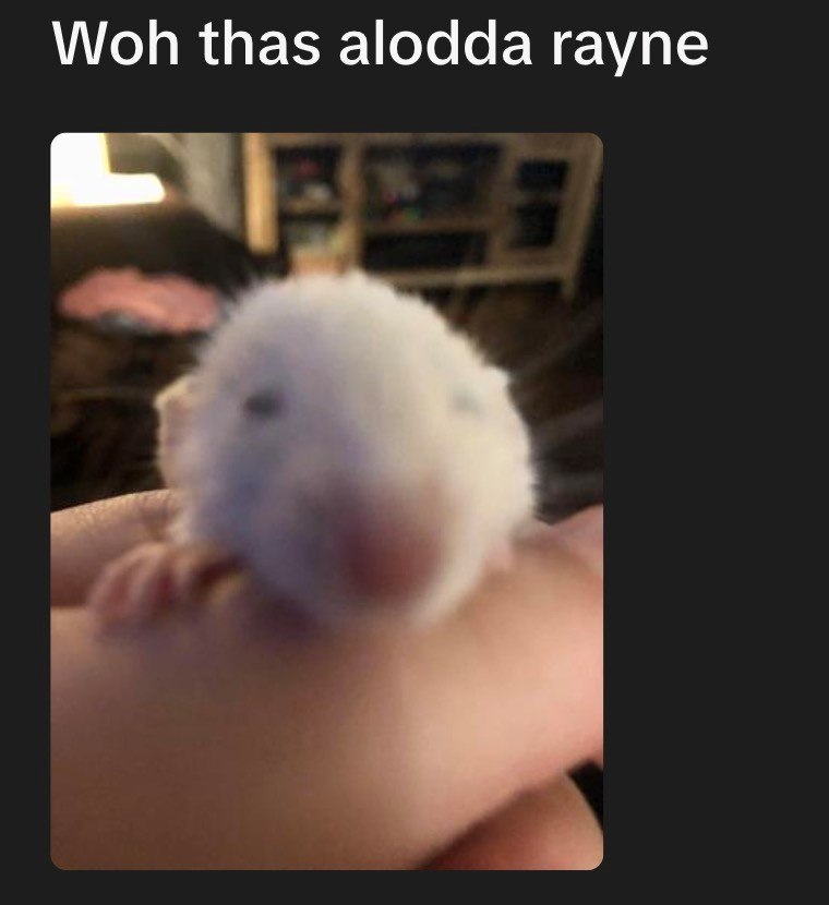 Woh thas alodda rayne