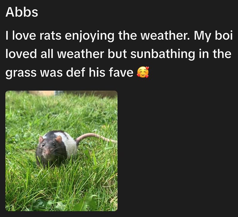 Abbs I love rats enjoying the weather. My boi loved all weather but sunbathing in the grass was def his fave