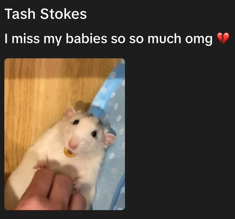 Tash Stokes I miss my babies so so much omg