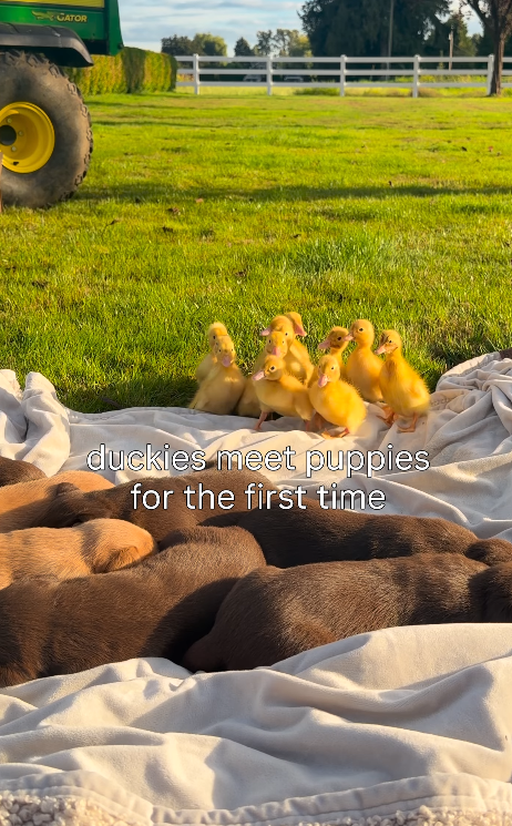 CATOR duckies meet puppies for the first time