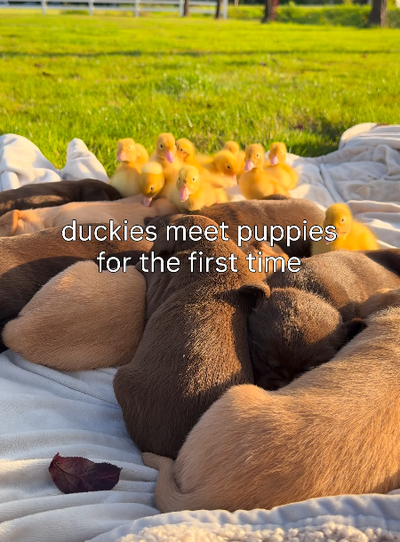 duckies meet puppies for the first time