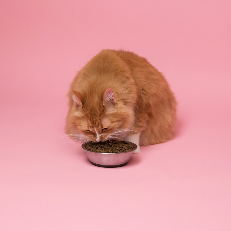 Cheezburger Image 10670285568
