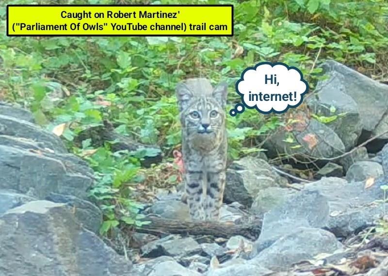 Caught on Robert Martinez' ("Parliament Of Owls" YouTube channel) trail cam Hi, internet!