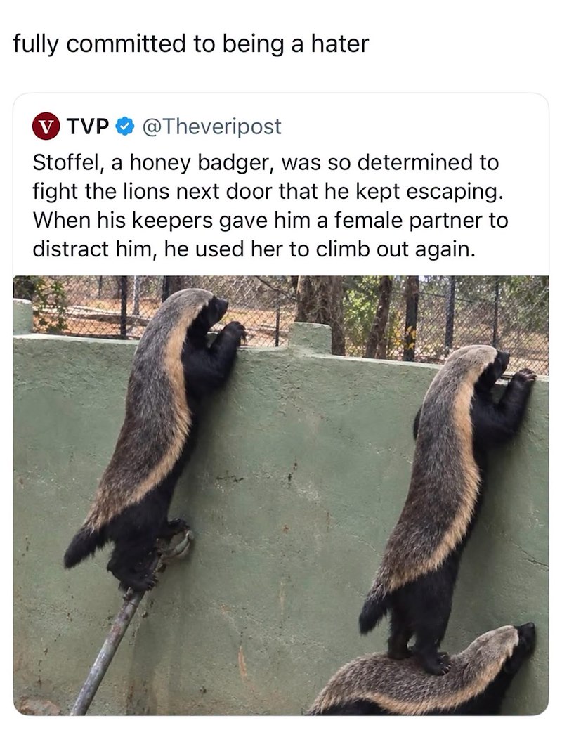 fully committed to being a hater V TVP » @Theveripost Stoffel, a honey badger, was so determined to fight the lions next door that he kept escaping. When his keepers gave him a female partner to distract him, he used her to climb out again.