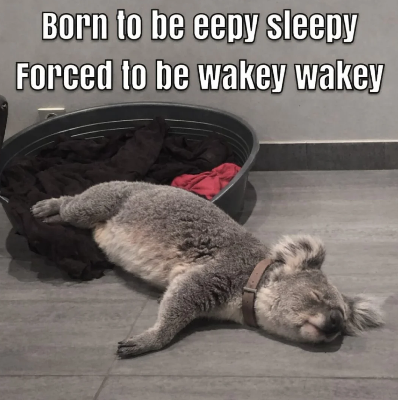 Born to be eepy sleepy Forced to be wakey wakey