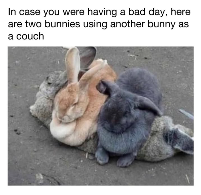 In case you were having a bad day, here are two bunnies using another bunny as a couch