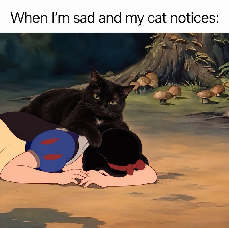 When I'm sad and my cat notices: