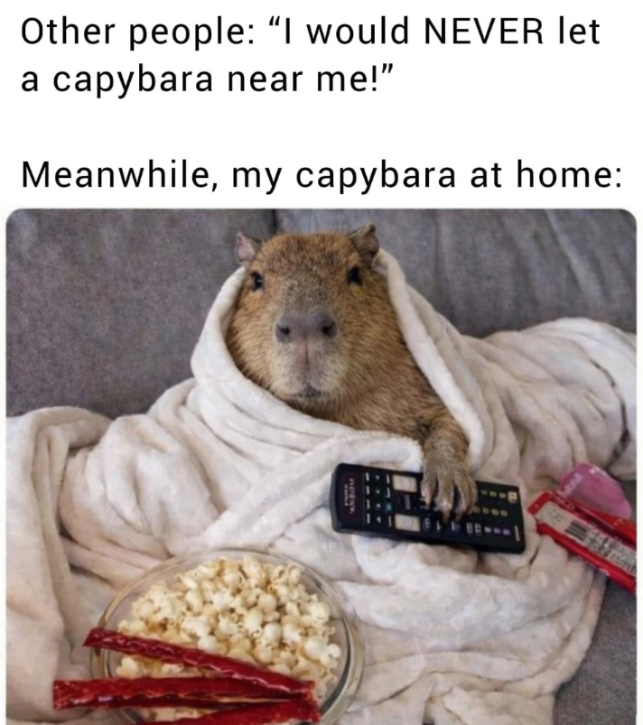 Other people: "I would NEVER let a capybara near me!" Meanwhile, my capybara at home: