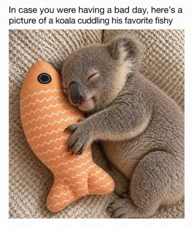 In case you were having a bad day, here's a picture of a koala cuddling his favorite fishy
