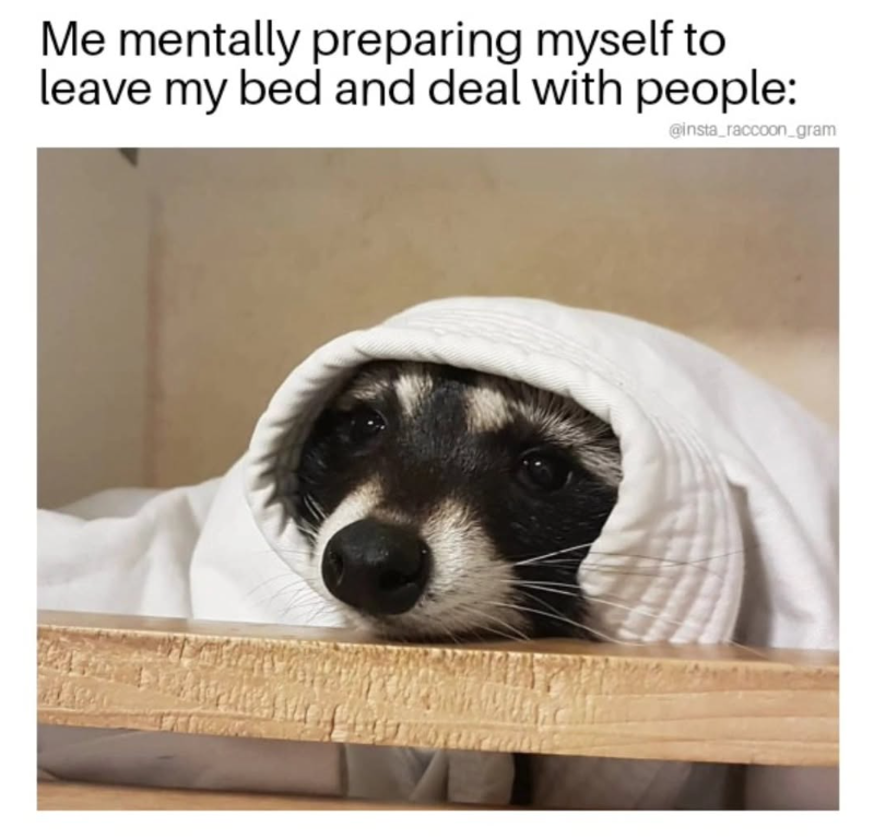 Me mentally preparing myself to leave my bed and deal with people: @insta_raccoon_gram