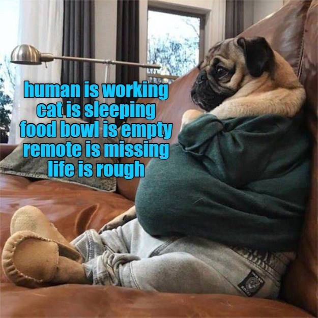 human is working cat is sleeping food bowl is empty remote is missing life is rough NOTAI