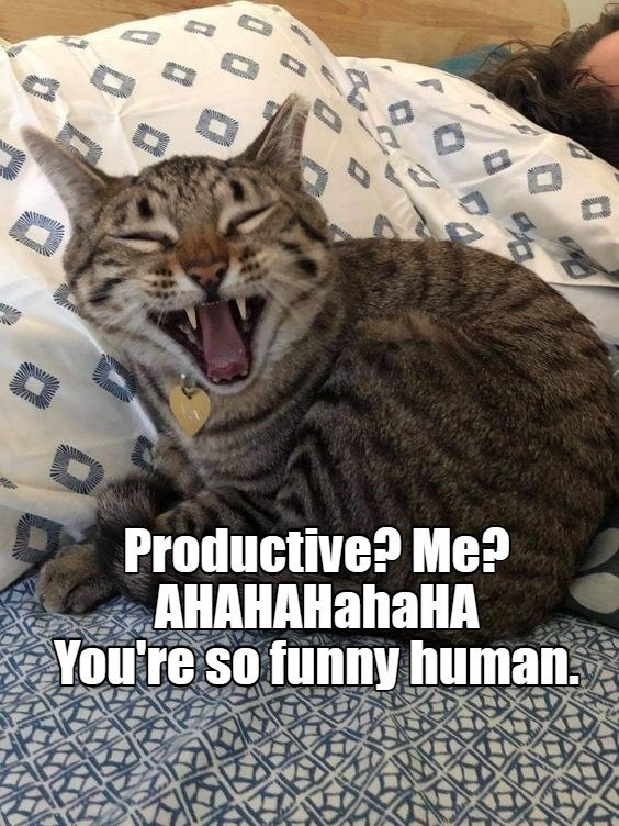 D Productive? Me? AHAHAHahaHA You're so funny human.