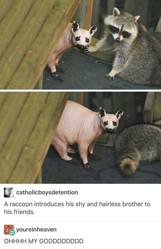 catholicboysdetention A raccoon introduces his shy and hairless brother to his friends. youreinheaven OHHHH MY GODDDDDDDD