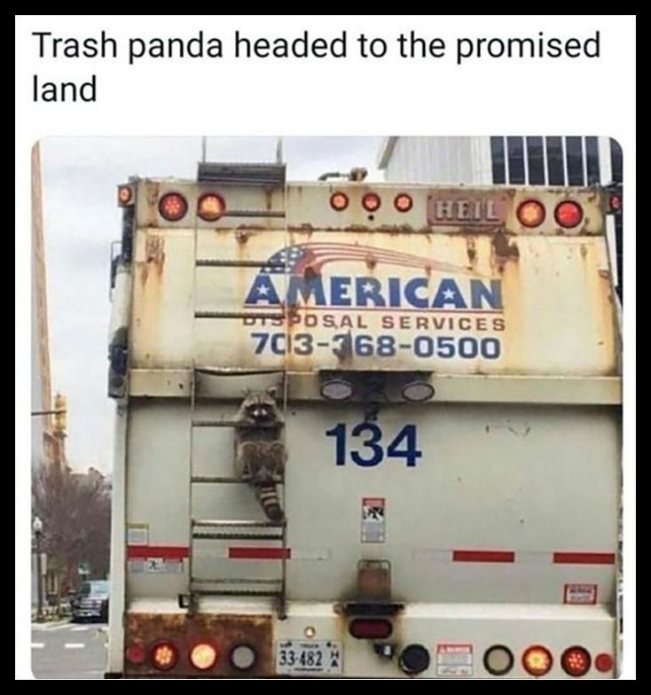Trash panda headed to the promised land HEIL OO AMERICAN TSPOSAL SERVICES 703-368-0500 134 33-482