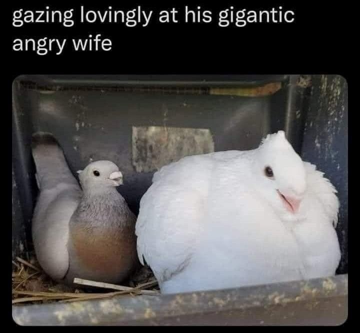 gazing lovingly at his gigantic angry wife
